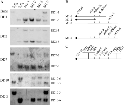 Figure 5.—