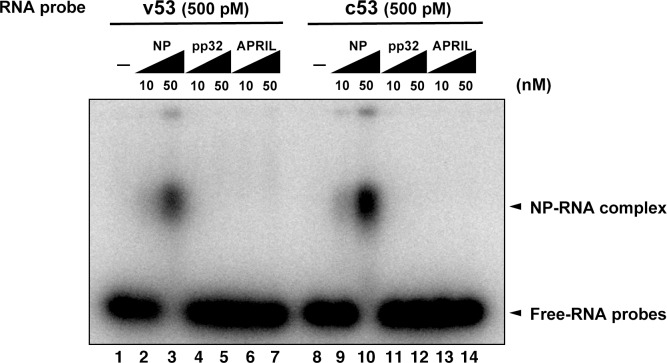 Figure 4—figure supplement 1.