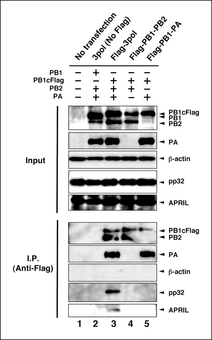 Figure 4—figure supplement 2.