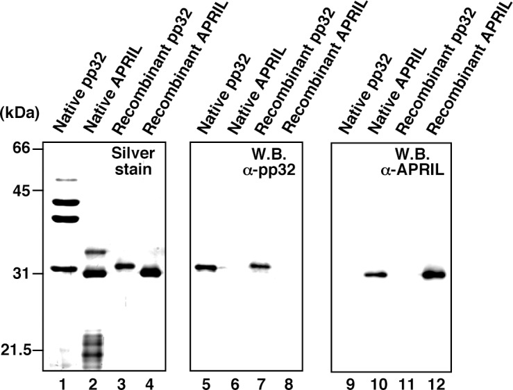 Figure 3—figure supplement 1.