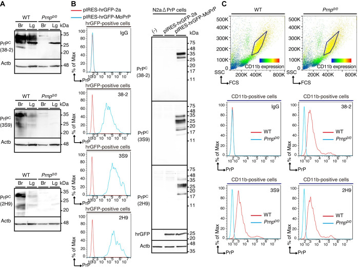 Fig 10