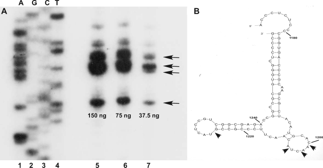 Fig. 8.