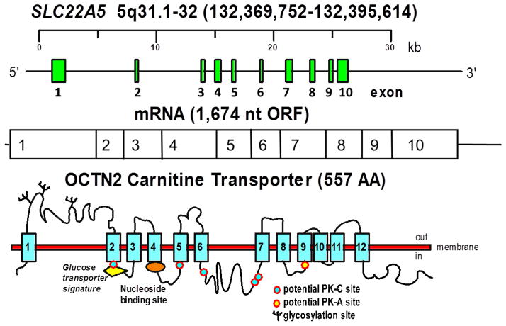 FIGURE 3