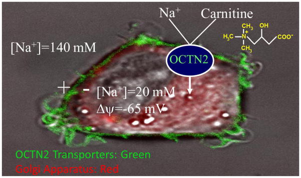 FIGURE 4