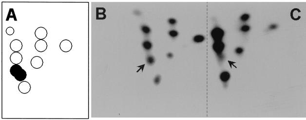 FIG. 4.