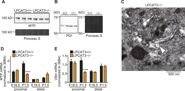 Figure 9—figure supplement 2.