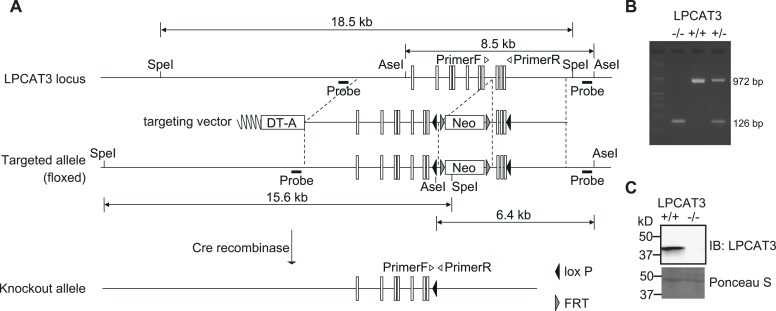 Figure 2—figure supplement 1.