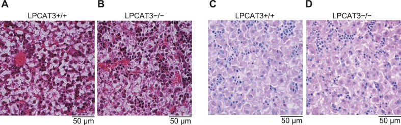 Figure 7—figure supplement 1.