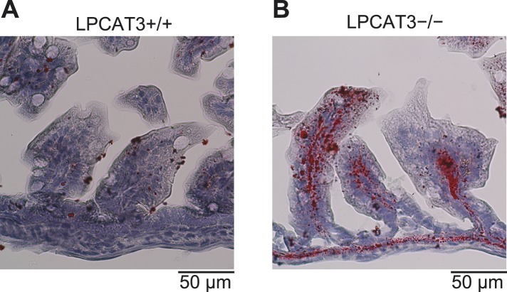 Figure 9—figure supplement 1.