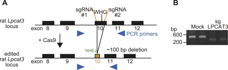 Figure 1—figure supplement 3.