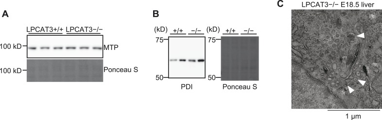 Figure 7—figure supplement 2.