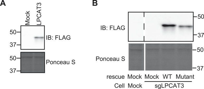 Figure 1—figure supplement 1.