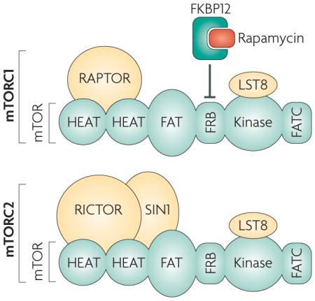 Box 1 | Two distinct mTOR-containing complexes and their interaction with rapamycin