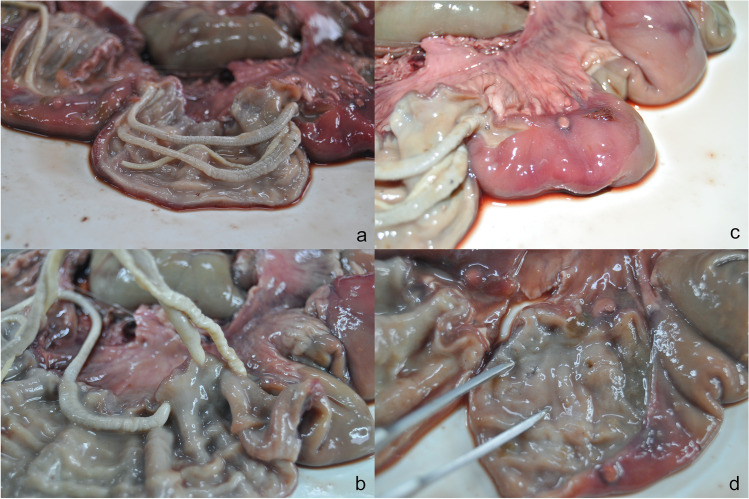 Fig. 2