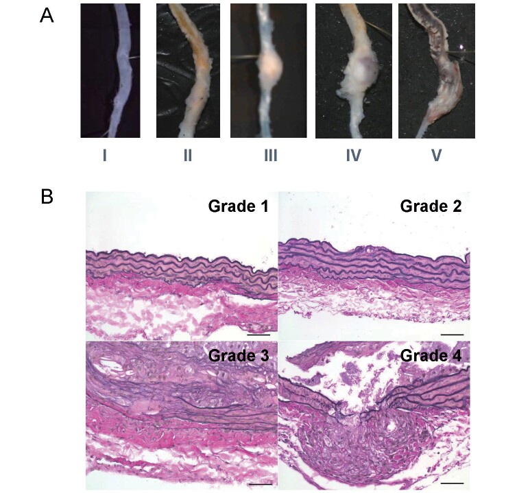 Supplementary Fig.1.