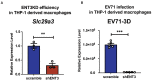 Figure EV4