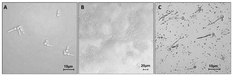 Figure 3. 