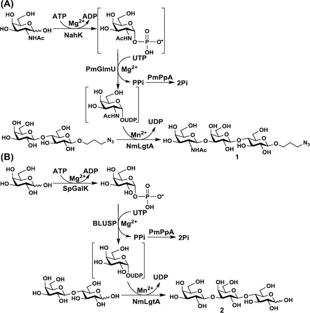 Scheme 2