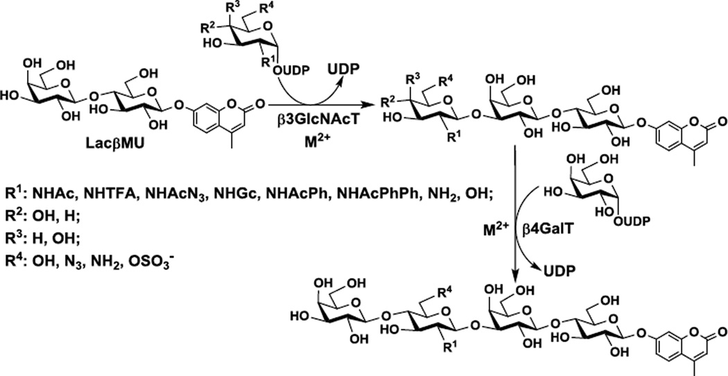 Scheme 1