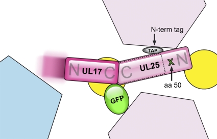 Fig. 7.