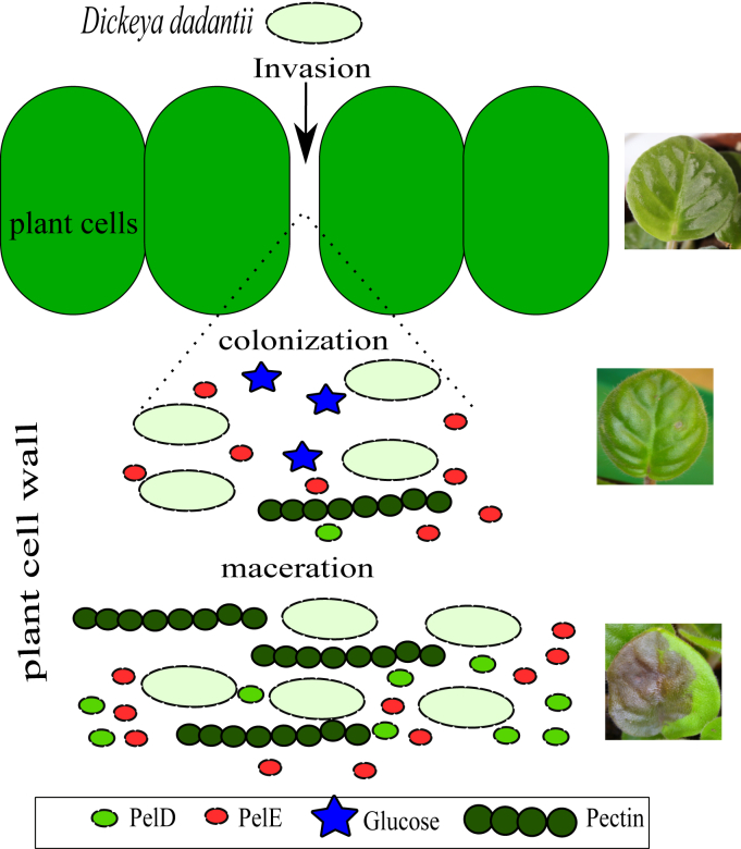 Figure 7