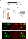 Figure 1—figure supplement 1.