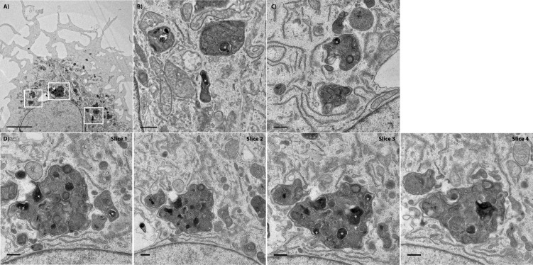 Figure 5—figure supplement 6.