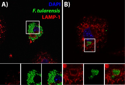 Figure 5—figure supplement 2.