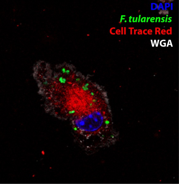 Figure 1—figure supplement 1.