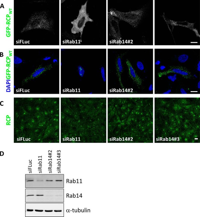 FIGURE 11.