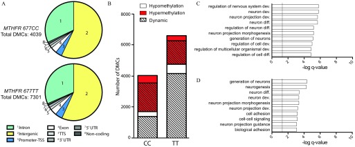 Figure 6A displays two pie charts labeled as MTHFR 677CC Total DMCs: 4,039 and MTHFR 677TT Total DMCs: 7,301. The labelings for the eight parts are inset as follows: Intron, Intergenic, Promoter-TSS, Exon, TTS, 3 prime UTR, 5 prime UTR, and noncoding. Figure 5B is a bar graph, plotting number of DMCs (ranging from 0 to 8,000 in intervals of 2,000) (y-axis) across the options CC and TT (x-axis), representing hypomethylation, hypermethylation, and dynamic. Figure 5C plots regulation of nervous system dev., neuron dev., neuron projection dev., neuron diff., regulation of neuron diff., neuron projection morphogenesis, generation of neurons, regulation of cell dev., regulation of multicellular organismal dev., and regulation of cell diff. (y-axis) across negative log q-value (ranging from 0 to 10 in intervals of 2) (x-axis). Figure 5D plots generation neurons, neurogenesis, neuron diff., neuron dev., neuron projection morphogenesis, neuron projection dev., cell adhesion, cell-cell signaling, neuron projection guidance, and biological adhesion (y-axis) across negative log q value (ranging from 0 to 10 in intervals of 2) (x-axis).