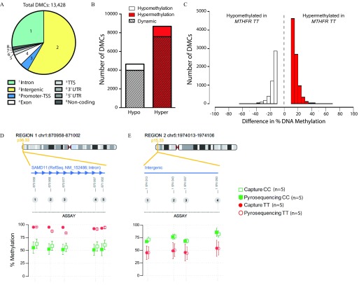 Figure 5A is a pie chart labeled total DMCs: 13,428, comprising eight parts and the labelings for the eight parts are inset as follows: Intron, Intergenic, Promoter-TSS, Exon, TTS, 3 prime UTR, 5 prime UTR, and noncoding. Figure 5B plots number of DMCs (ranging from 0 to 10,000 in intervals of 2,000) (y-axis) across the options hypo and hyper, representing hypomethylation, hypermethylation, and dynamic. Figure 5C is a histogram plotting number of DMCs (ranging from 0 to 5,000 in intervals of 1,000) (y-axis) across difference in percentage DNA methylation, representing hypomethylated in MTHFR TT (ranging from negative 100 to negative 0 in intervals of 20) (left x-axis) and hypermethylated in MTHFR TT (ranging from 0 to 100 in intervals of 20) (right x-axis). Figure 5D and 5E plot assay SAMD11 (p36.33) on region 1 chr1: 870958–871002 and Intergenic (p15.33) on region 2 chr5: 1974013–1974106, respectively, across percentage of methylation (ranging from 0 to 100 in intervals of 25), representing capture CC (n equals 5); pyrosequencing CC (n equals 5); Capture TT (n equals 5); and pyrosequencing TT (n equals 5).