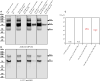 Fig 13