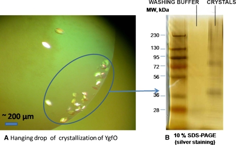 Fig. 2