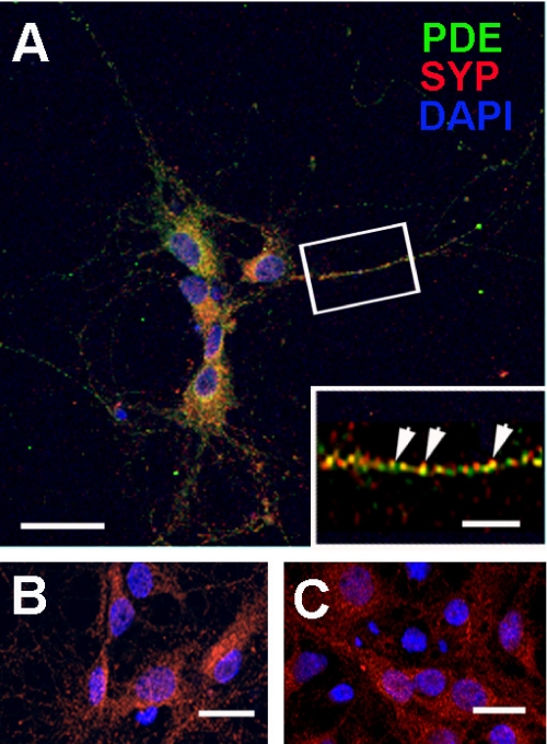 FIGURE 7.