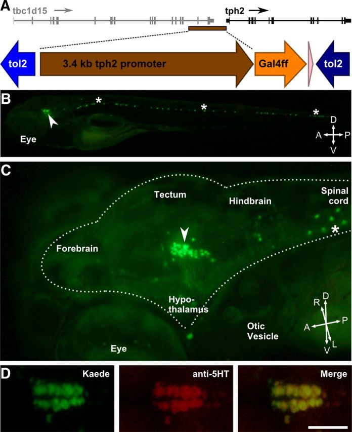 Figure 3.