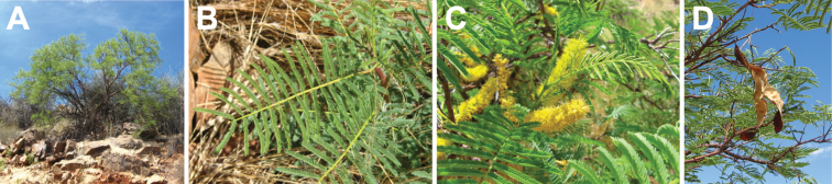 Figure 20.