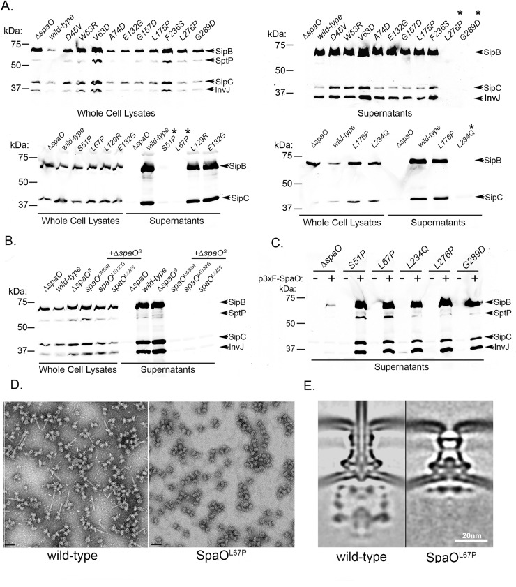 Fig 4