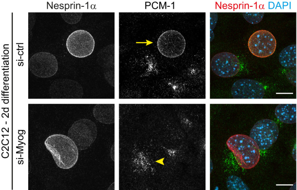 Figure 1—figure supplement 2.