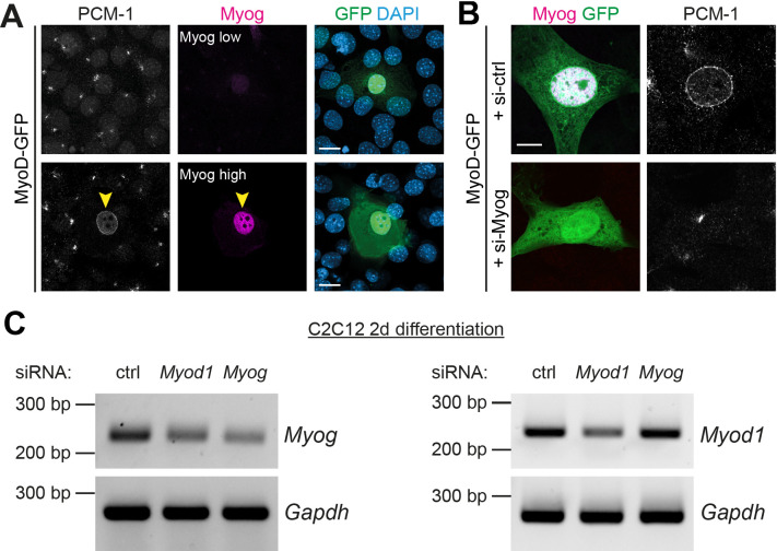 Figure 2—figure supplement 1.