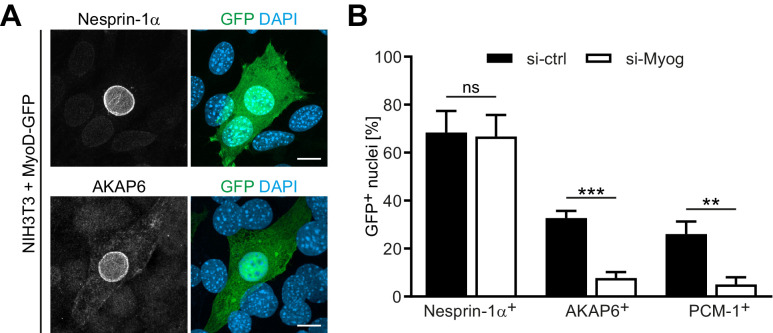 Figure 5—figure supplement 3.