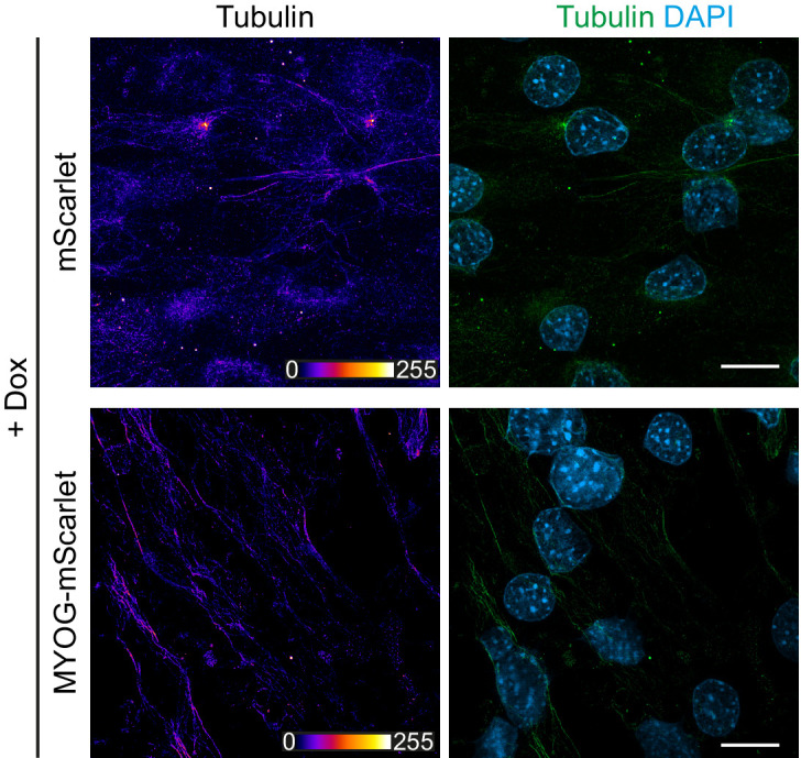 Figure 2—figure supplement 3.