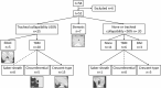 Study flowchart. Patients were grouped as having fixed stenosis or
tracheal collapsibility, the latter with a threshold of 50% or greater
reduction of minimal lumen area. The most frequent diagnosis was
tracheobronchomalacia (TBM), and its most frequent subtype was crescent-type
collapse. (E)DAC = (excessive) dynamic airway collapse.