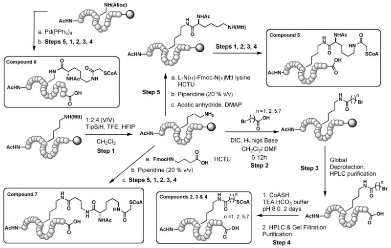 Scheme 1