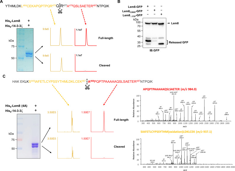 Figure 3—figure supplement 1.