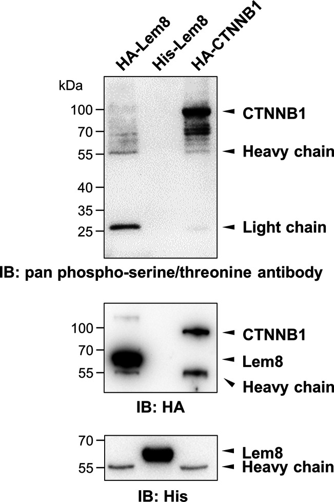 Figure 2—figure supplement 1.