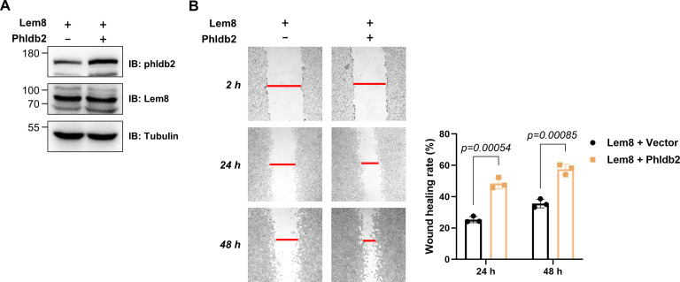 Figure 7—figure supplement 1.