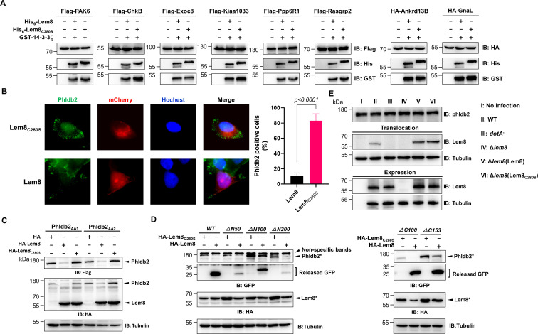 Figure 4—figure supplement 1.