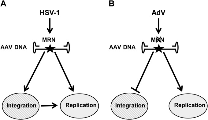 FIG 8