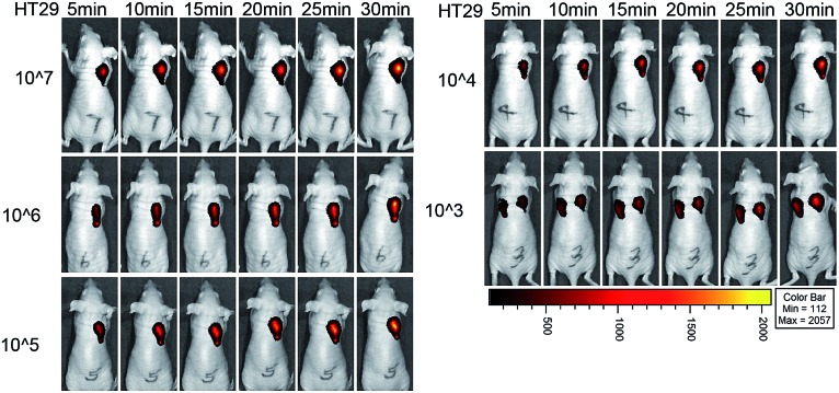 Fig. 6